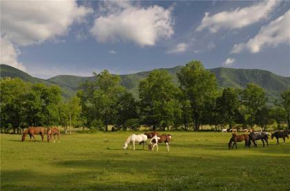 Above Ole Smoky’s Clouds 1 Bedroom Hot Tub WiFI Pets Sleeps 4 - image 8