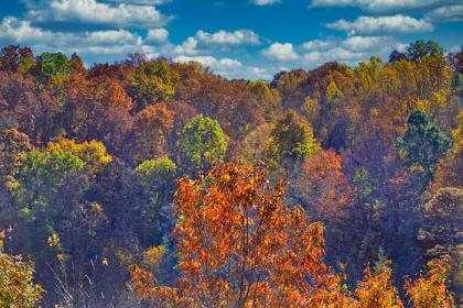 Mountain View Paradise - image 5