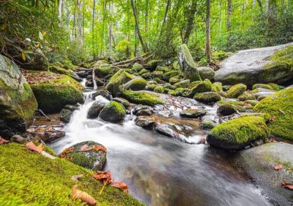 The Grand Orchard Lodge - Gatlinburg TN - image 14